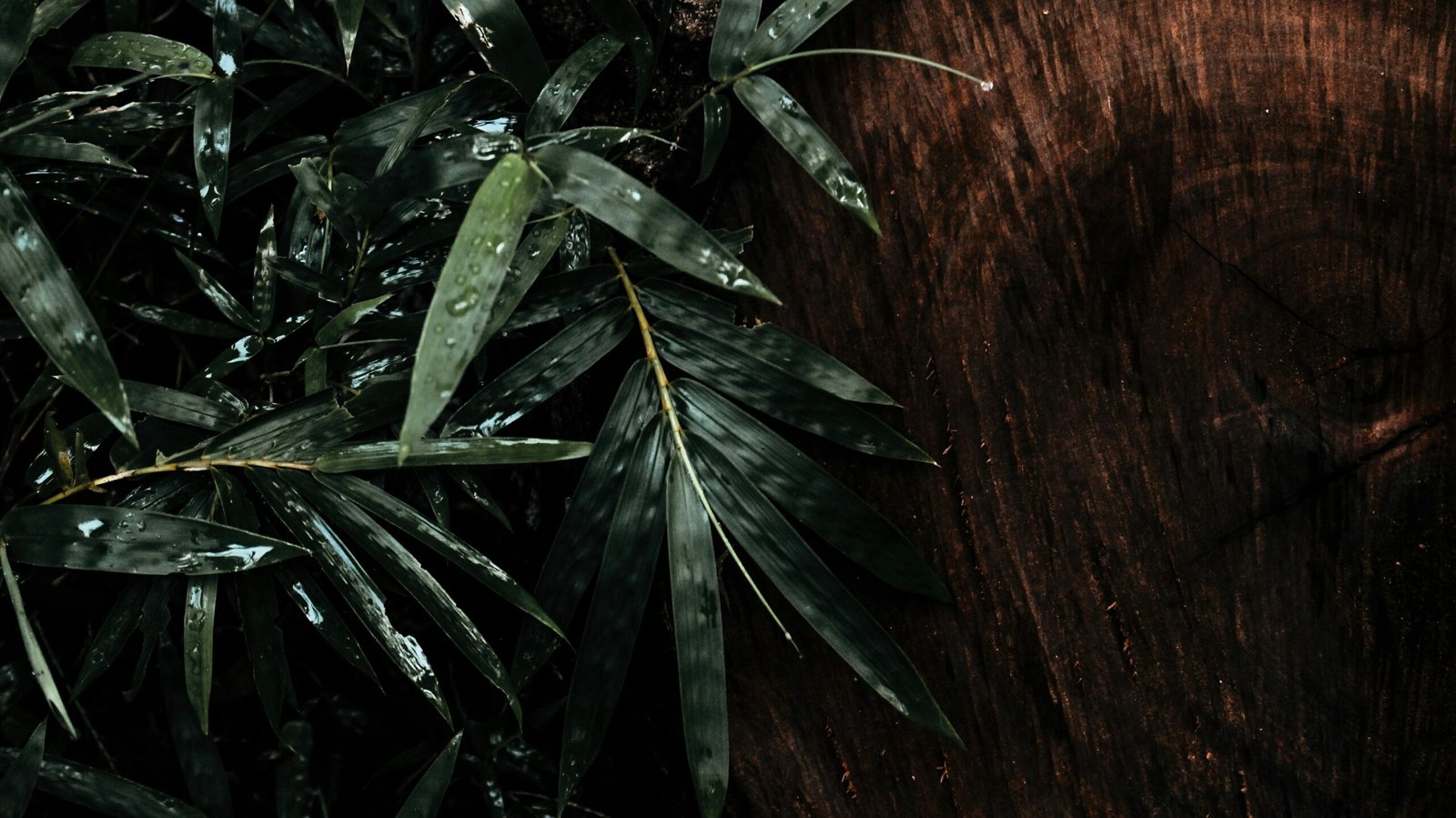 Strengths & Weaknesses